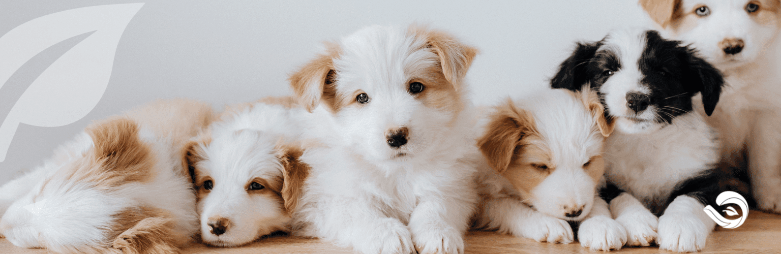 Homem encontra e captura rato gigante do tamanho de um 'cachorro