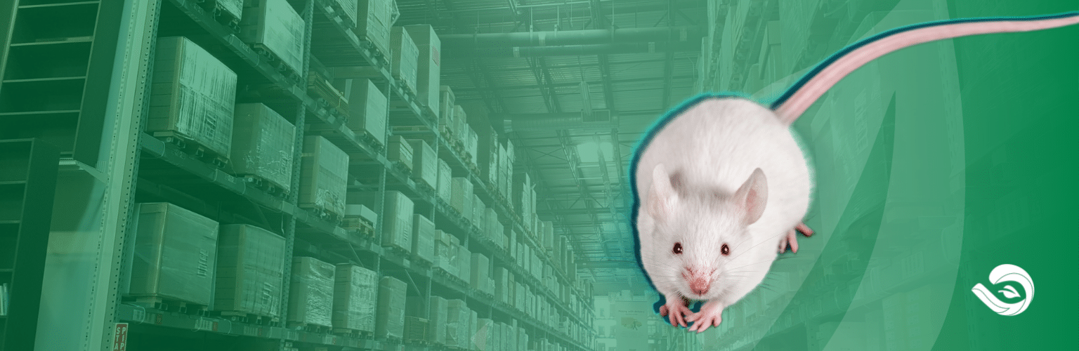 A vida (e a morte) de um rato de laboratório